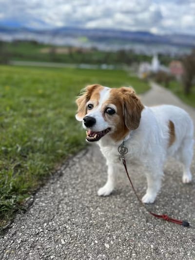 What a 20-Year-Old Rescue Dog Taught Me About Wealth, Business, and Resilience